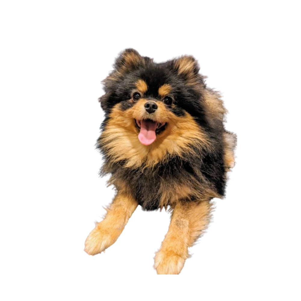 Oka